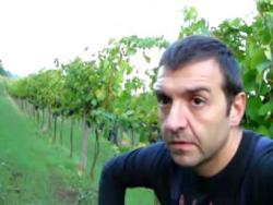 syrah harvest09